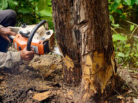 Tree Removal
