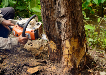 When to Call in the Professionals for Tree Removal